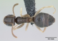 Technomyrmex pallipes casent0109857 dorsal 1.jpg