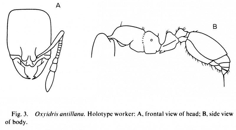 File:Wilson 1985a-6.jpgOxyidris-antillana.jpg