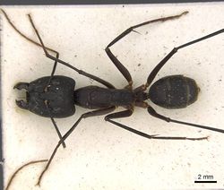 Camponotus etiolipes casent0906922 d 1 high.jpg