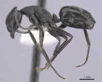 Camponotus morosus casent0249339 p 1 high.jpg