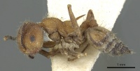 Crematogaster cornuta casent0902128 p 1 high.jpg