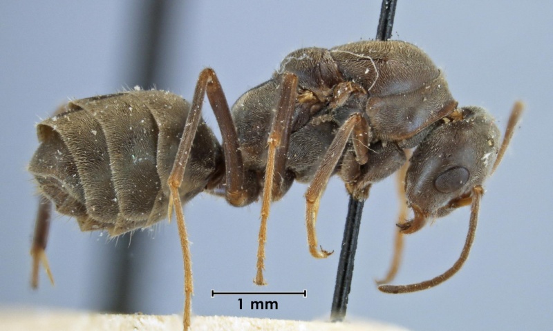 File:Iridomyrmex bicknelli formosae syntype queen Geneva side 20-Antwiki.jpg