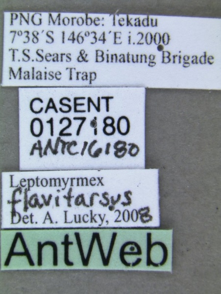 File:Leptomyrmex flavitarsus casent0127180 label 1.jpg