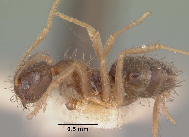 File:Paratrechina madagascarensis ellisii casent0102977 profile 1.jpg