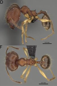 Pheidole anomala F23 d f.jpg