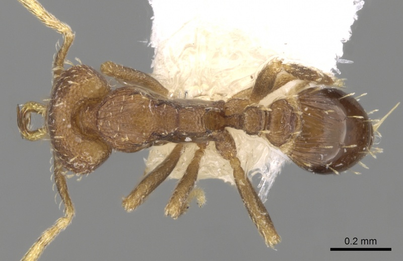 File:Strumigenys rufobrunea casent0280725 d 1 high.jpg