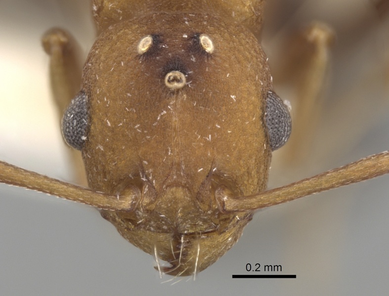 File:Tetramorium microgyna casent0280926 h 1 high.jpg