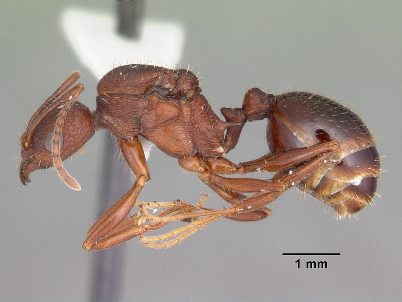 File:Aphaenogaster miamiana casent0103598 profile 1.jpg