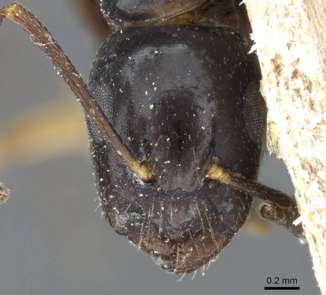 File:Camponotus bertolonii casent0905450 h 1 high.jpg