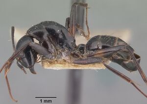 Camponotus dromedarius casent0101534 profile 1.jpg