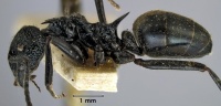 Dolichoderus clarki side view