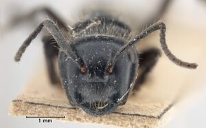 MCZ-ENT00021639 Camponotus albertisi hef.jpg