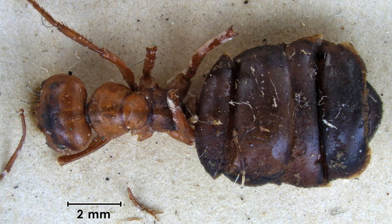 File:Melophorus bagoti syntype top BMNH.jpg