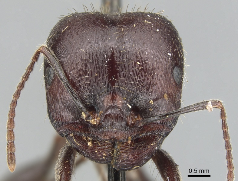 File:Messor orientalis casent0904132 h 1 high.jpg