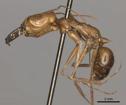 Odontomachus affinis casent0217536 p 1 high.jpg