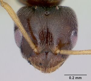 Plagiolepis pygmaea casent0173130 head 1.jpg