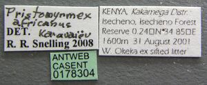 Pristomyrmex africanus casent0178304 label 1.jpg