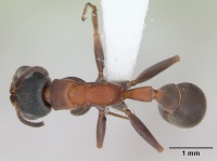 Pseudomyrmex termitarius casent0173786 dorsal 1.jpg
