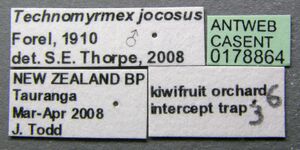 Technomyrmex jocosus casent0178864 label 1.jpg