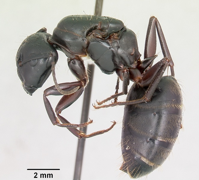 File:Camponotus pennsylvanicus casent0104865 profile 1.jpg