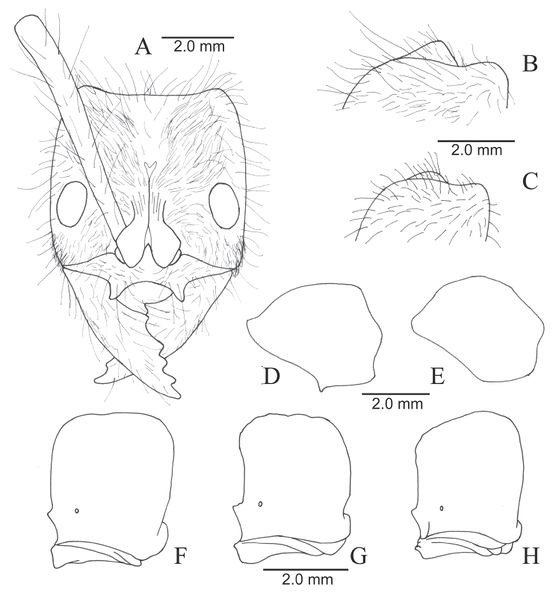 File:LDM Dino 01.jpg