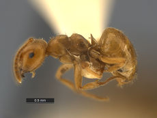 Lasius-speculiventris-MCZ001L.jpg