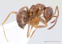 Lasius karpinisi focol0744 p 1 high.jpg