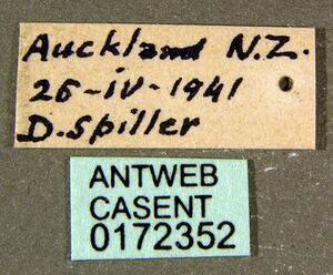 Monomorium antarcticum casent0172352 label 1.jpg