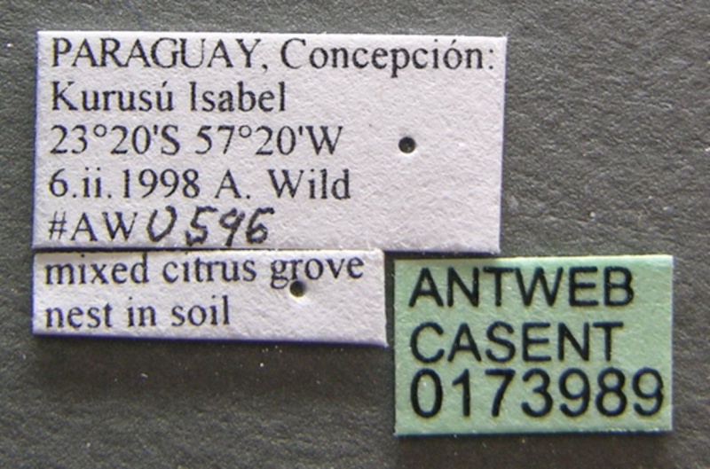 File:Mycocepurus smithii casent0173989 label 1.jpg