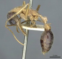Myrmecia desertorum casent0912436 p 1 high.jpg