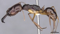 Odontomachus latidens casent0901976 p 1 high.jpg