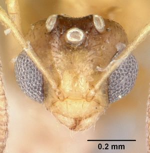 Plagiolepis exigua casent0101301 head 1.jpg