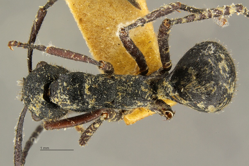 File:Polyrhachis-lama-had1 6.jpg