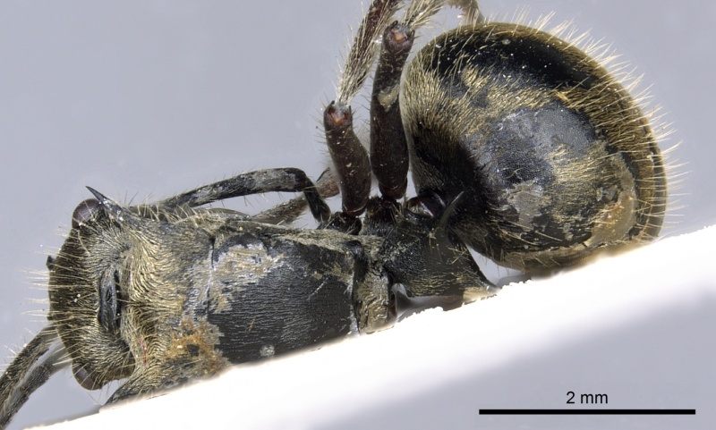 File:Polyrhachis illaudata casent0903443 d 1 high.jpg