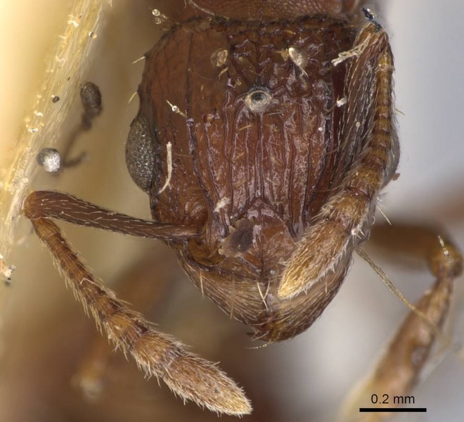 File:Tetramorium angulinode casent0914276 h 1 high.jpg