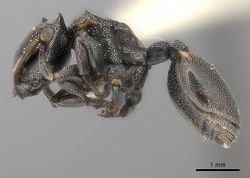 Cephalotes biguttatus P casent0217834.jpg