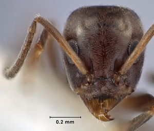 Iridomyrmex difficilis head view