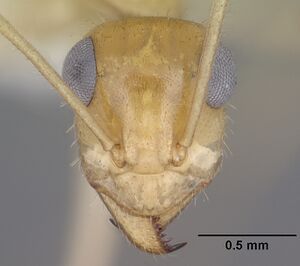 Myrmecocystus navajo casent0102817 head 1.jpg