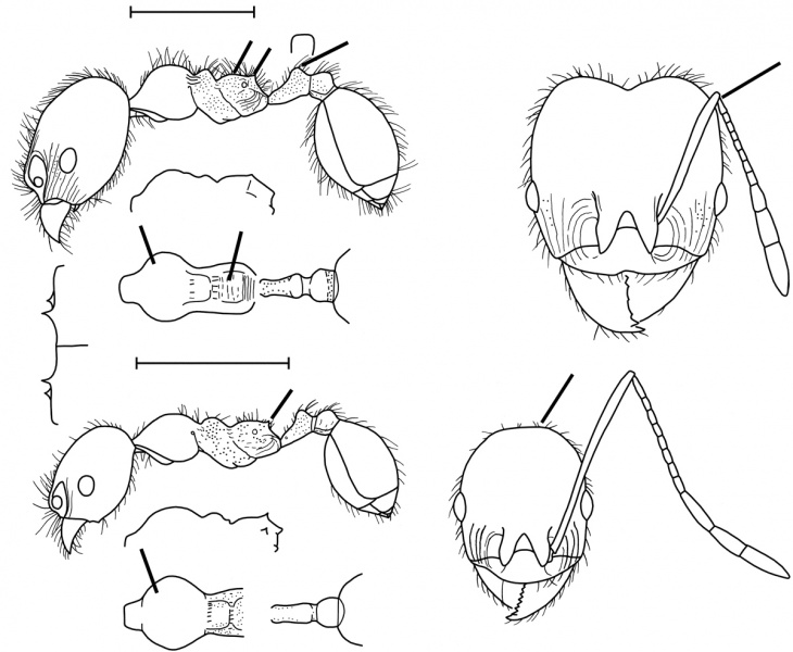 File:Pheidole vafella Wilson 2003.jpg