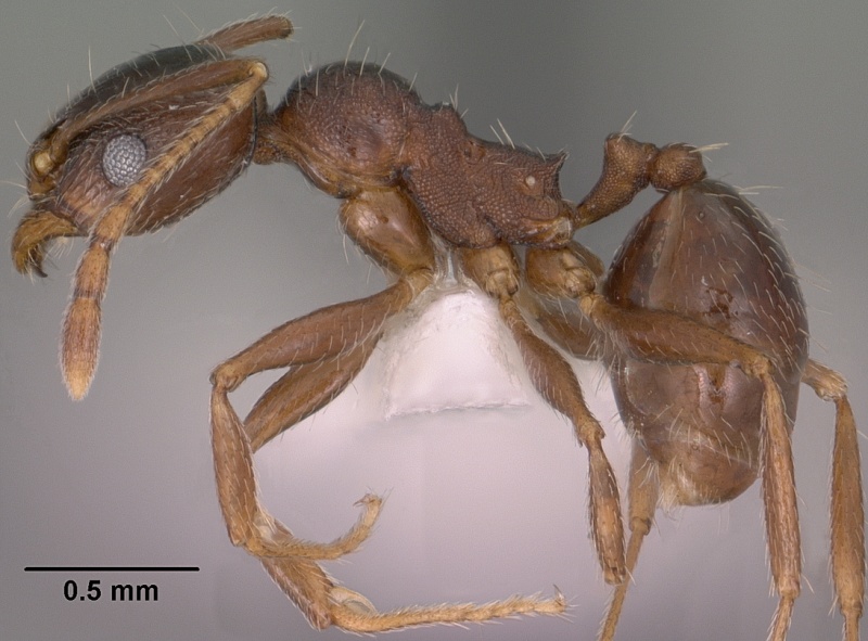 File:Pheidole vallicola casent0104456 profile 1.jpg