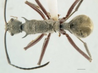 Polyrhachis sexspinosa top view