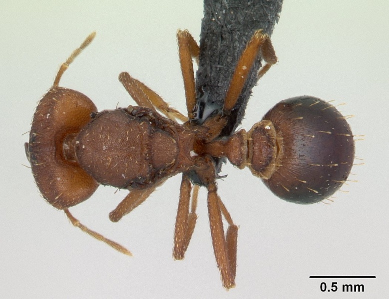 File:Strumigenys dicomas casent0137544 dorsal 1.jpg