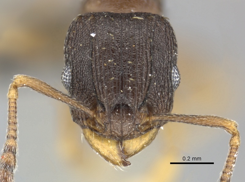 File:Tetramorium bothae casent0249011 h 1 high.jpg