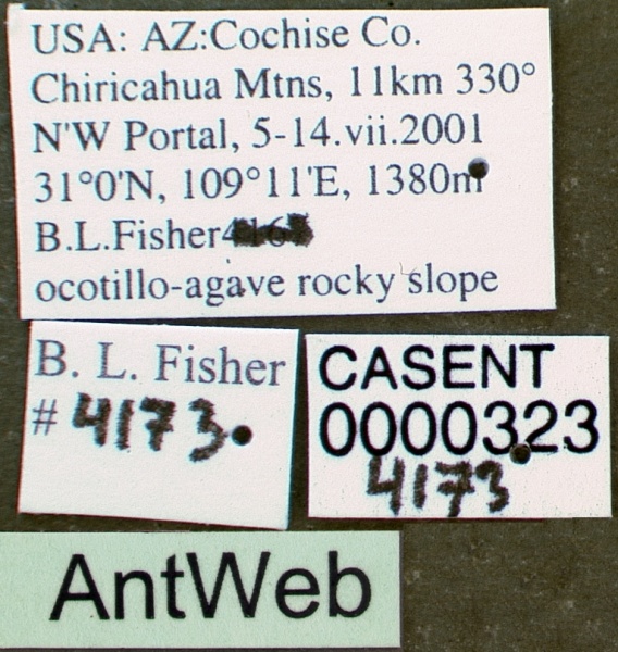 File:Tetramorium hispidum casent0000323 label 1.jpg