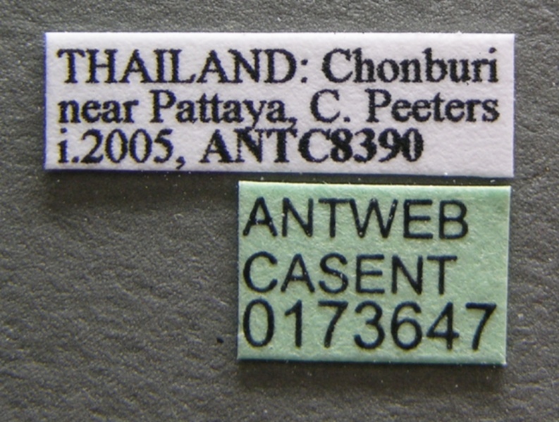 File:Oecophylla smaragdina casent0173647 label 1.jpg