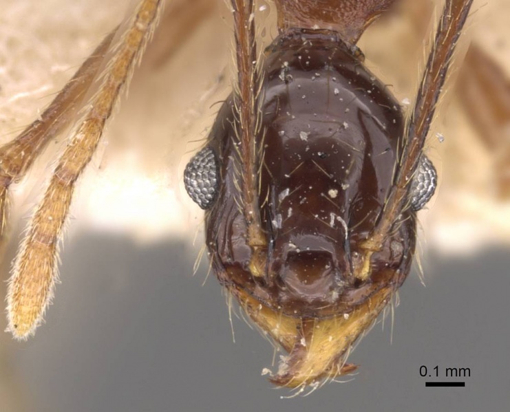 File:Pheidole wolfringi casent0908213 h 1 high.jpg