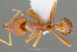 Strumigenys deverra casent0005514 dorsal 1.jpg