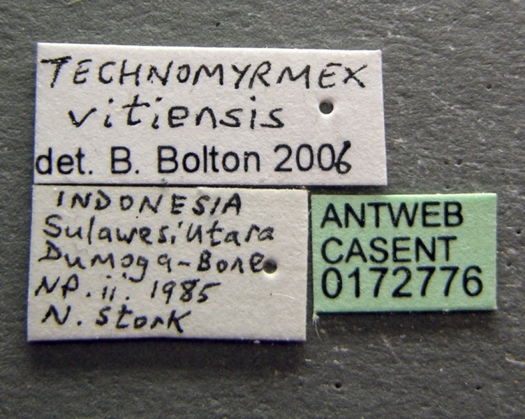 File:Technomyrmex vitiensis casent0172776 label 1.jpg