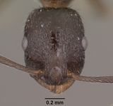 Temnothorax stenotyle casent0102844 head 1.jpg