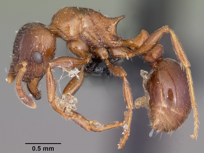 File:Tetramorium bessonii casent0104606 profile 1.jpg